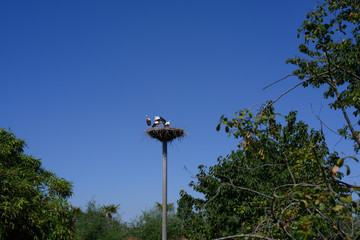 A big stork family against a bright blue sky in Germany