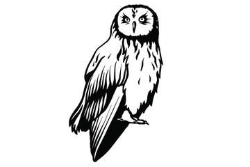 Wall Mural - Owl vector illustration. 