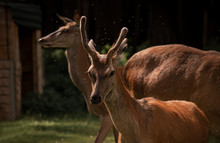 Young Deer Surrounded By Stinging Insects