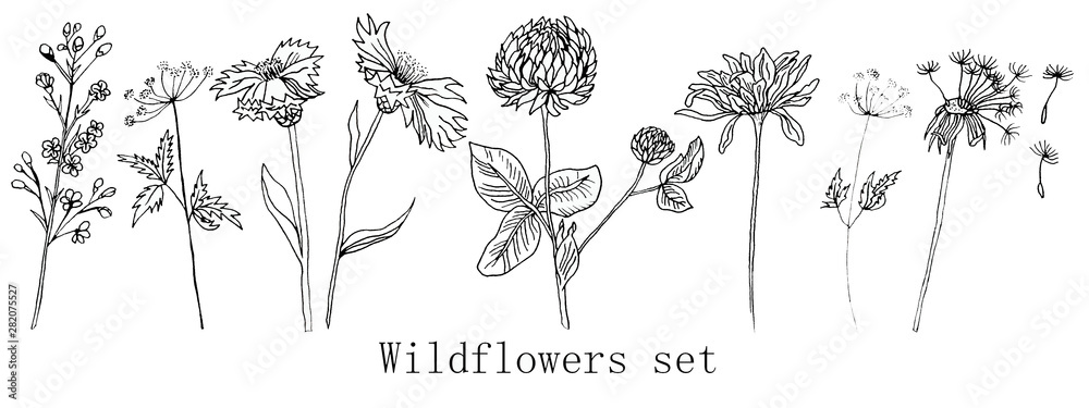 Hand drawn ink wildflowers set, calendula, clover, dandelion - obrazy, fototapety, plakaty 