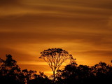 Fototapeta Sawanna - Sunset with silhouette of grove and orange