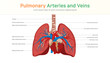 Pulmonary Arteries and Veins. Pulmonary circulation.