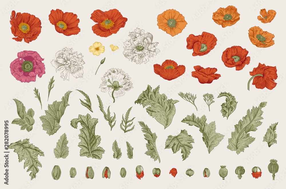 Vintage vector botanical illustration. Set. Poppies of various varieties. Flowers, leaves, buds - obrazy, fototapety, plakaty 