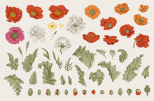 Vintage Vector Botanical Illustration. Set. Poppies Of Various Varieties. Flowers, Leaves, Buds