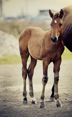 Red foal sporting breed