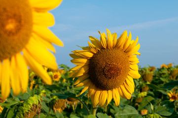 bright sunflowers on a large field on a sunny day