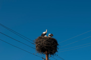 Stork birds on the nest on a beautiful day on the blue sky background