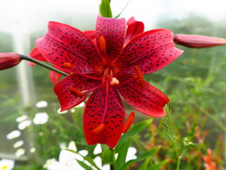 lily red beautiful garden flower