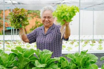 Asian senior lady holding green and red oak vegetable salad hygienic organic plant hydroponic cultivation tree garden farm : healthy food concept.