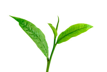 Green tea leaf isolated on white background