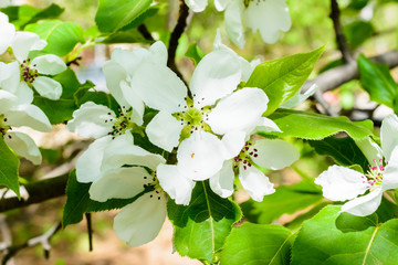 White Apple Flowers. Beautiful flowering apple trees. Background with blooming flowers in spring day. Blooming apple tree (Malus domestica) close-up. Apple Blossom.