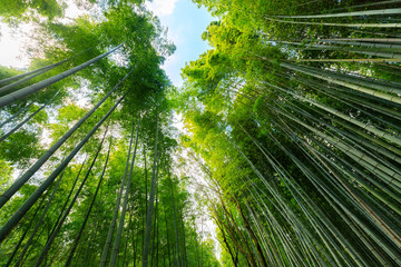 Wall Mural - Japanese bamboo forest