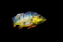 Butterfly Peacock Bass Isolated On A Black Background, Popular Cichlid Fish Specie From The Rivers Of America