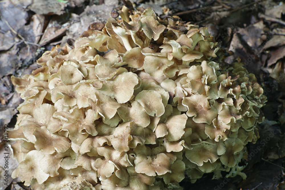 Polyporus umbellatus is a rare, edible species of mushroom, known as ...