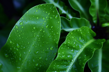 Rain drops on the green leaf