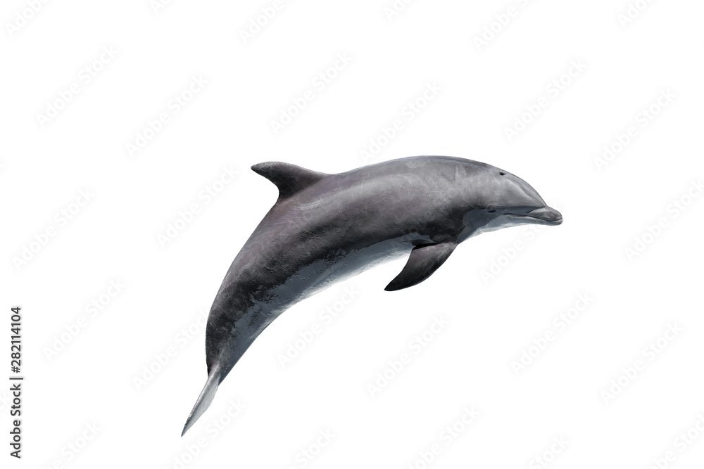 grey bottlenose dolphin isolated on white - obrazy, fototapety, plakaty 