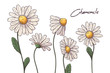 © Alevtina - Floral botany illustrations. Vector sketches chamomile flowers.