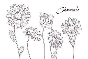 Wall Mural - Floral botany illustrations. Vector sketches chamomile flowers.