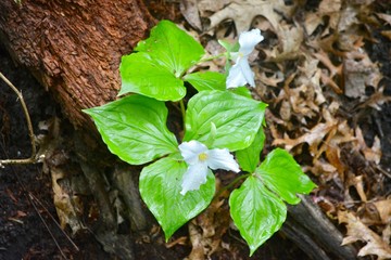 green plant in the forest