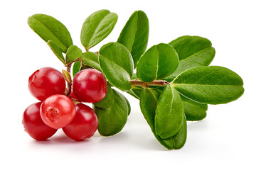 Wall Mural - Lingonberry with leaves, isolated on white background