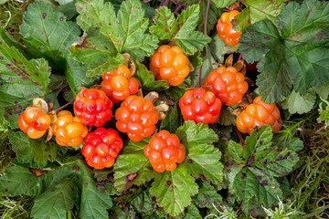 Cloudberry is growing in the forest. North Karelia. Russia