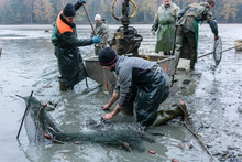 Fishermen Working Together Harvesting The Carp In Autumn