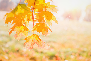 Wall Mural - tender red orange transparent autumn maple leaves glowing at sunset. light flare tree with blurred background. Copy space golden fogliage seasonal backdrop