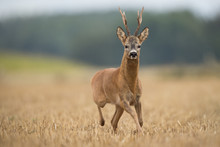 Roebuck - Buck (Capreolus Capreolus) Roe Deer - Goat