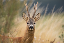Roebuck - Buck (Capreolus Capreolus) Roe Deer - Goat