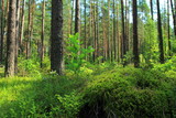 Fototapeta Las - Pine forest. Low angle view. Summer landscape in forest