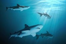 Many Sharks Are Swimming Underwater In Ocean.