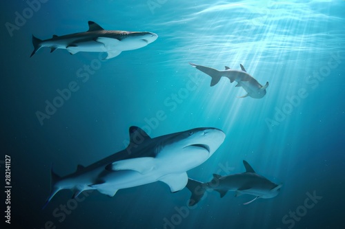 Fotomural Many sharks are swimming underwater in ocean.