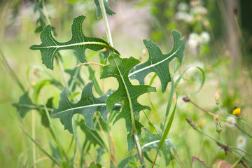 Kompasslattich, Stachellatich, Zaunlattich  (Lactuca serriola)