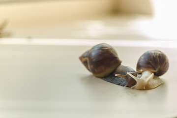 Two beautiful brown and white Achatina with a spiral shell crawling on the light table on a sunny day with copy space. Extreme close up macro healing mucus and anti-aging slime of Giant Snail