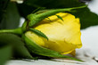 yellow roze background green 