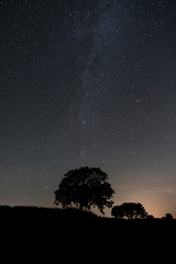 Wall Mural - starry sky over fields with tree silhouette in cornwall, uk