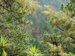 Pine Trees among branches