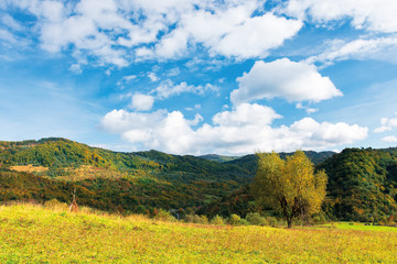 tree in yellow foliage on the meadow. beautiful countryside landscape on a sunny day with fluffy clo