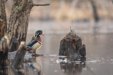 Colorful Male Wood Duck Preached On A Log In The Middle Of A Swamp.  Color Duck Swimming. Iridescent Feathers On Waterfowl In Natural Habit. 