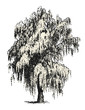 vintage vector drawings / design elements: mourning / weeping willow or birch sketch isolated on white, background / filling is a separate path / object