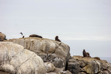  Sea ​​lion On The Rock - Vina Del Mar - CL
