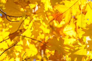 Wall Mural - Bright golden yellow autumn leaves nature background