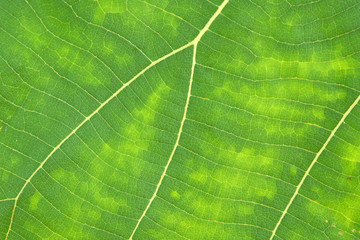 Close Up Of Green Leaf Texture