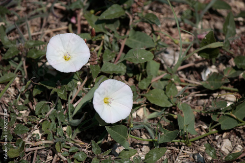 Cuadros en Lienzo Hedge false Close up of bindweed plant.