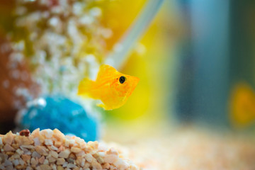 Sticker - Little Molly fish, Poecilia latipinna in fish tank or aquarium.