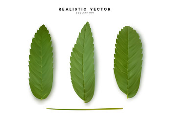 Poster - Leaves from the tree. set of realistic simple petals and leaves. Vector illustration