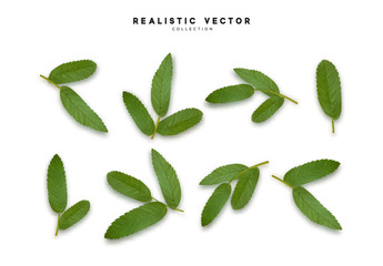 Poster - Leaves from the tree. set of realistic simple petals and leaves. Vector illustration
