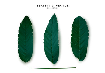 Poster - Leaves from the tree. set of realistic simple petals and leaves. Vector illustration