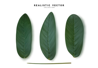 Poster - Leaves from the tree. set of realistic simple petals and leaves. Vector illustration