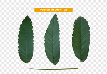 Poster - Leaves from the tree. set of realistic simple petals and leaves. Vector illustration